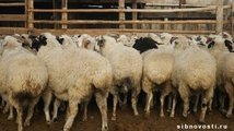 В Канском районе поиманы похитители овец