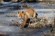 Охота на лис в связи с угрозой распространения бешенства