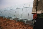 Нелегальные мигранты из Китая выращивали овощи в теплицах под Красноярском