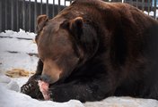 Медведи продолжают нападать на туристов в Ергаках