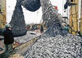 Чиновники распределили красноярским рыбакам квоты на вылов